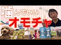 子犬の甘噛み対策 噛んでいいおもちゃについて。噛みたい欲求を満たすためのおもちゃやおやつをご紹介します。