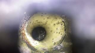 Massive Drain Fly Infestation in Floor Drain