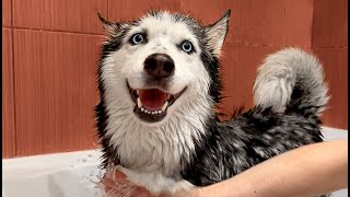 My Husky Avoids Washing! How to do Dog Grooming at Home