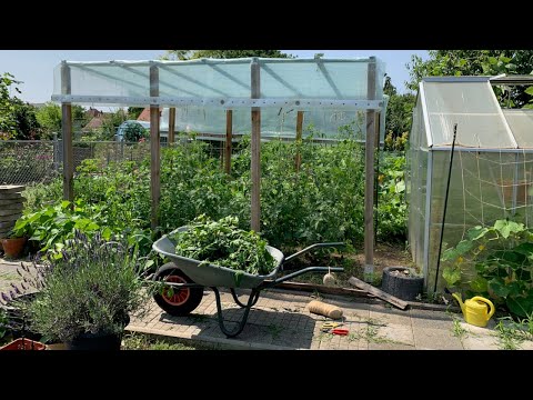 Video: Promising Tomato Varieties, The Fight Against Late Blight