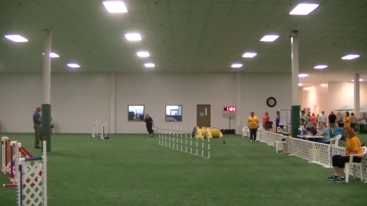 clarion canine obedience club