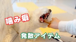 【しつけ】噛み噛み怪獣撃退！｜噛み癖とさようなら｜生後１１ヶ月マルプー