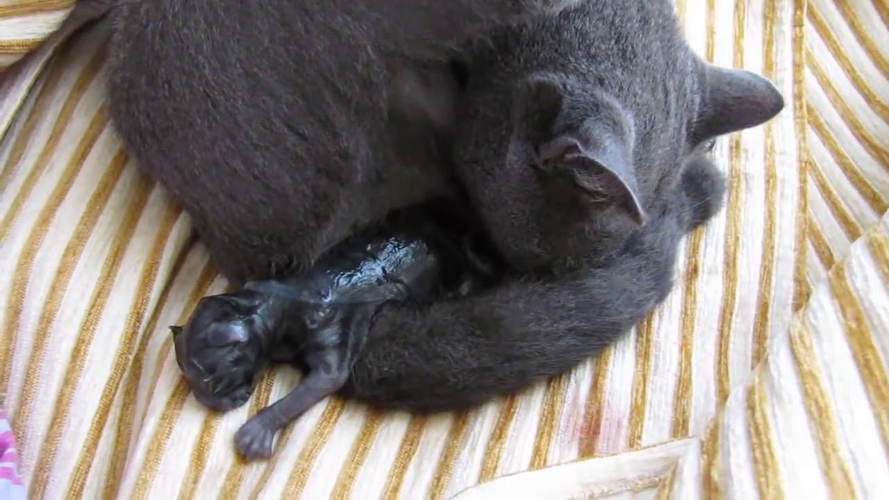 black cat giving birth of two kittens YouTube