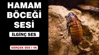 Gerçek Hamam Böceği Sesleri Yüksek Kalite İlginç Hamam Böceği Sesi Deneyimi 4K