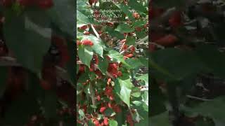 Dut Ağacına Yediveren Aşısının 2. Yılı