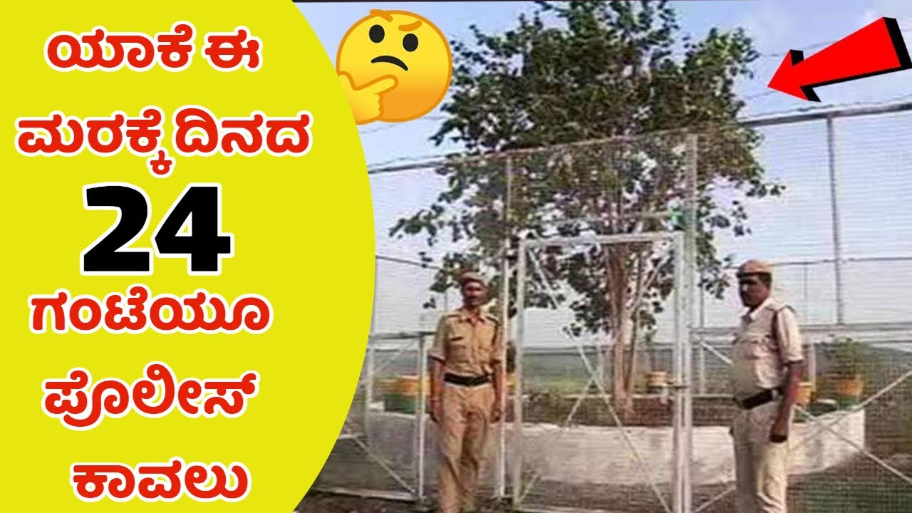 ಯಾಕೆ ಈ ಮರಕ್ಕೆ ಸರ್ಪಗಾವಲು- ಅಂಥದ್ದೇನಿದೆ ಈ ಮರದಲ್ಲಿ | VVIP Tree | Mystery Tree | Kannada News |