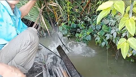 cắm câu cá ngát ven sông Hậu đầu cồn Cù Lao Dung