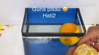 Terapung atau tenggelam - Orange - KSSR SAINS SEKOLAH RENDAH