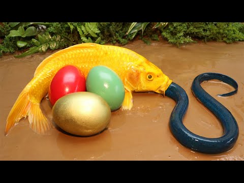 Fish stop motion ASMR | Colorful carp hunt crabs and eels to reclaim their eggs | Primitive cooking