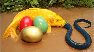 Fish stop motion ASMR | Colorful carp hunt crabs and eels to reclaim their eggs | Primitive cooking