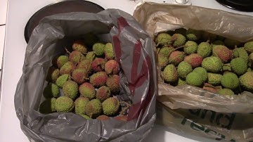 2023 Hak Ip Lychee Harvest