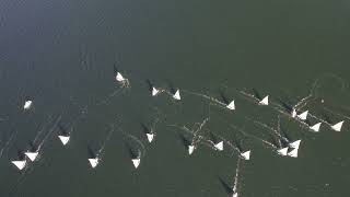 Shield Fleet 9, Race 7 - 6/24/26. Post Gun (boat rocked by a wave and my finger hit the STOP Button)