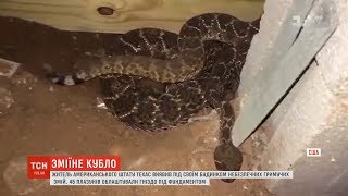 Житель штату Техас виявив під своїм будинком кубло отруйних гримучих змій