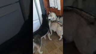 Siberian Husky and St Bernard