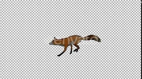 Fox Run | Motion Graphics - Envato elements