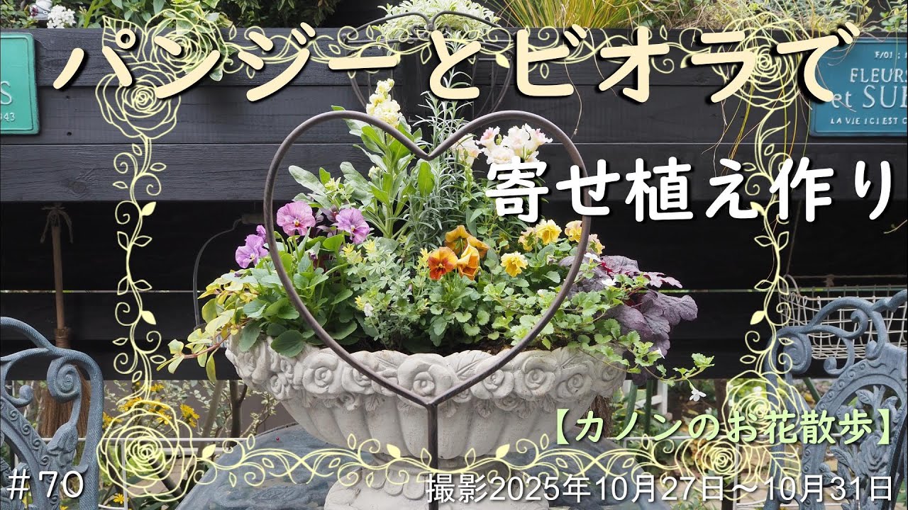 ＃70　秋色に変わっていくお庭に合わせて、編カゴや白い鉢にパンジーやビオラをメインに寄せ植えを色々と作ってみましたので、是非ご覧ください