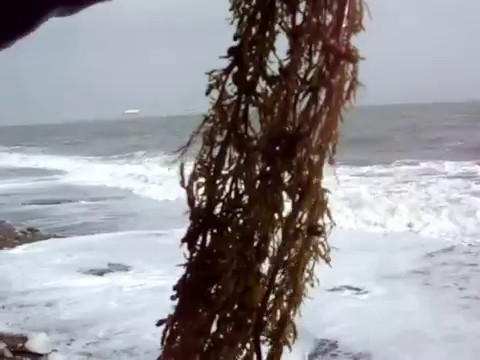 Морской виноград