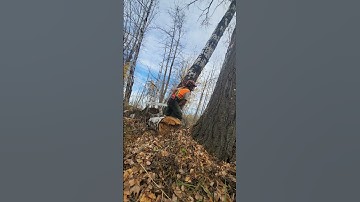 Falling hazard trees beside powerlines