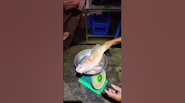 Buổi Lưới Bội Thu Của Nhà Mình, Cá Đực Được Nhiều Tiền #shorts #fishing #tung66tv