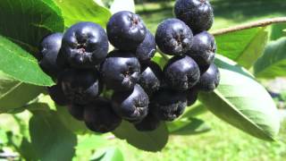 Black Chokeberry