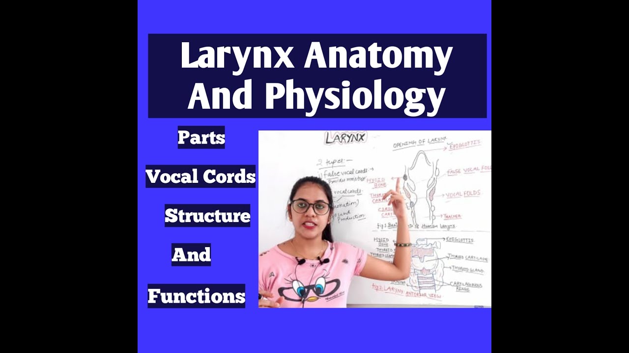 Larynx Anatomy And Physiology In Hindi Parts Vocal Cords Cartilage