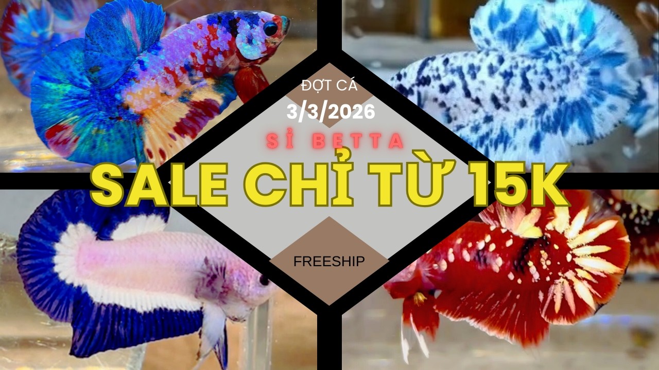 Đợt Cá Betta 3/3 Marble Dot, Blue Rim, Koi Red Copper, Nemo Multi