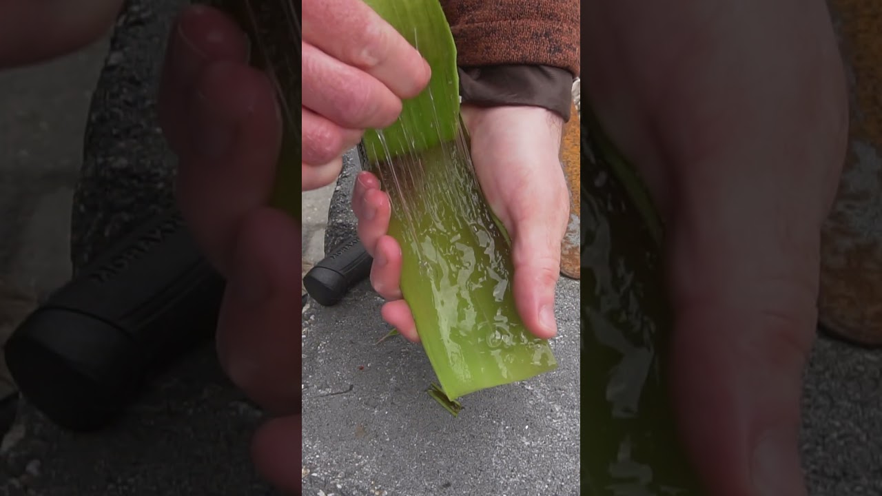 5 Uses of Aloe Vera! - YouTube