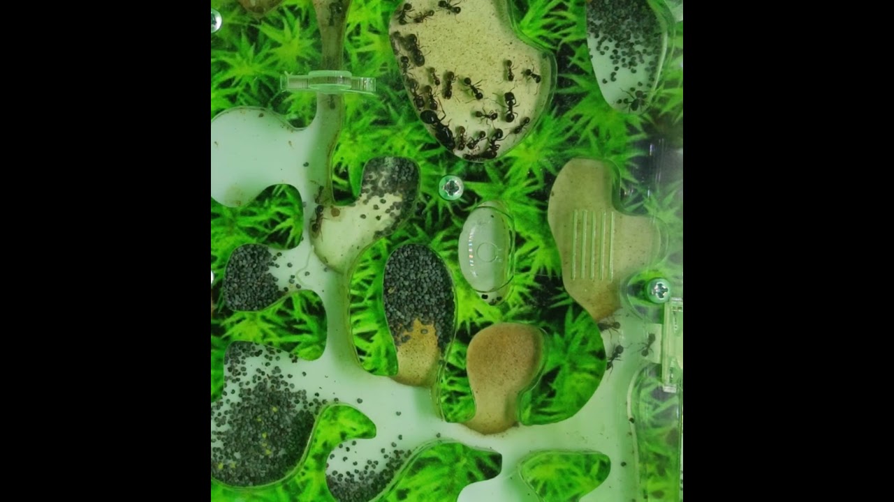 Взаимодействие муравьёв-сборщиков Мессор структур с внешней микробиотой почвы 