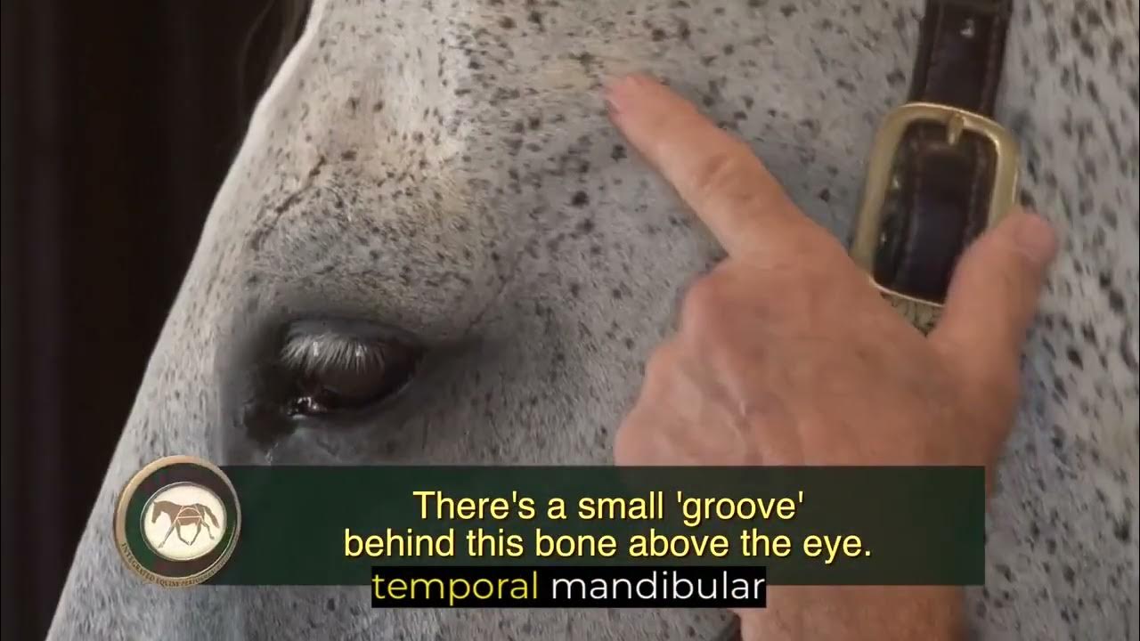 Releasing tension in the horse's TMJ with The Masterson Method®️ YouTube