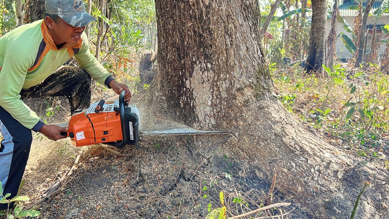 Stihl ms 881 chainsaw, Cut down trembesi tree on the side of the road ...