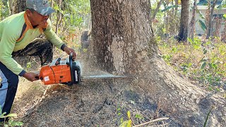 Stihl ms 881 chainsaw, Cut down trembesi tree on the side of the road.