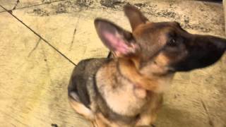 Xena Work On Off Leash With A Come Command