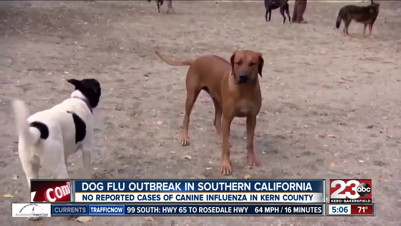 Officials warn of dog flu outbreak in southern Michigan
