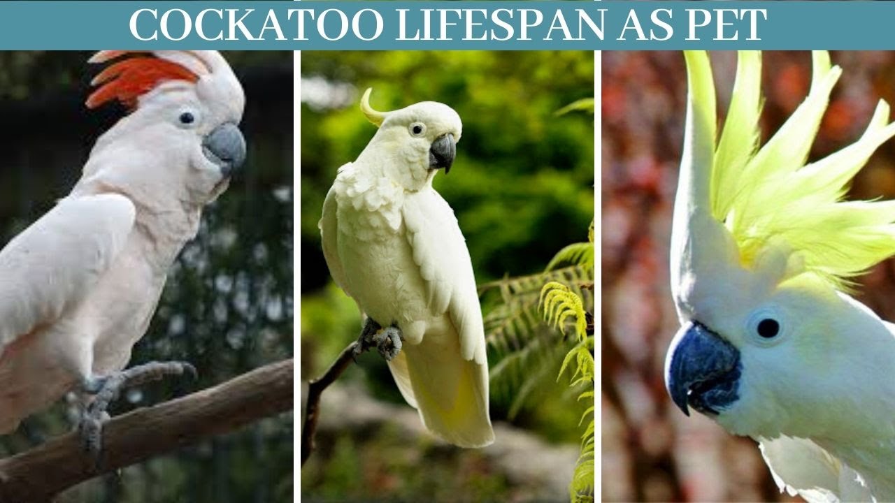Cockatoo lifespan cockatoo lifespan as pet How long do cockatoos