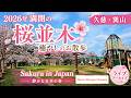 2026年 満開の桜並木🌸癒やしのお散歩【久慈・巽山】|Sakura in Kuji Japan|静かな日本の春