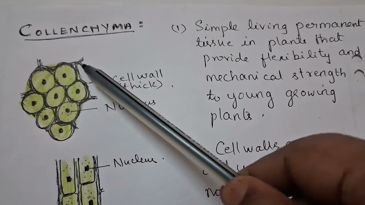 Plant tissues.  ( class -9)