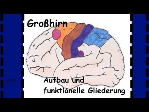 Großhirn - Neuroanatomie verstehen