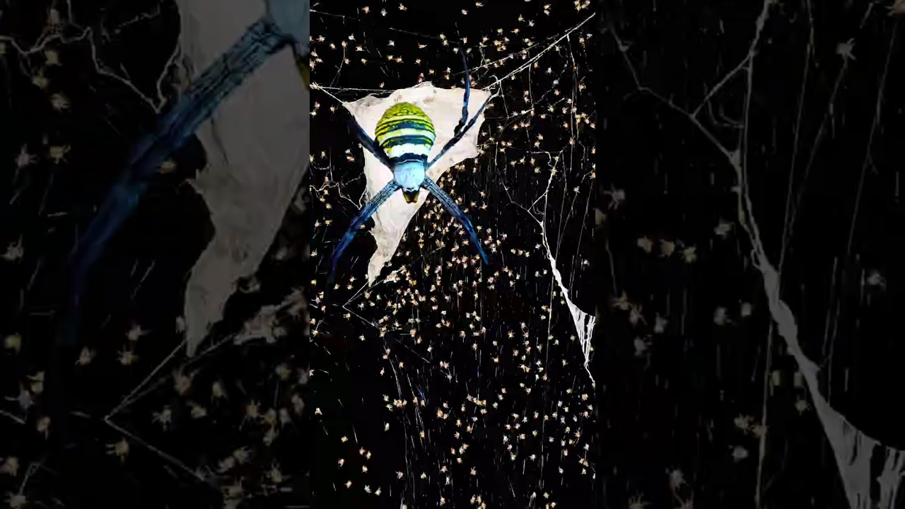 Mother Zebra Spider and 1000 Baby Spiders Born 