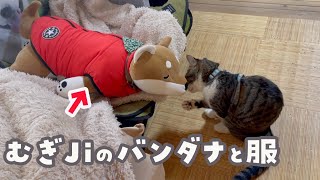 【先住犬を探す猫】もう心配するのは辞めることにしました。