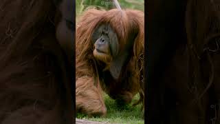 Organgatongs @SanDiegoZoo @sdzsafaripark