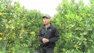 NSTV Phỏng Vấn người trồng quất cảnh tại hưng yên
