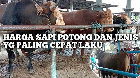HARGA SAPI JUMBO DAN JENIS SAPI YG PALING LARIS DIPASAR