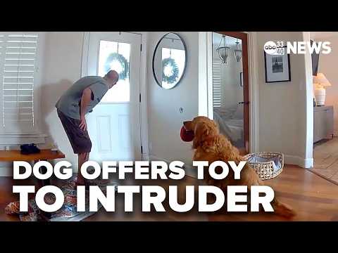 Golden retriever offers toys, tail wags to intruder instead of guarding home