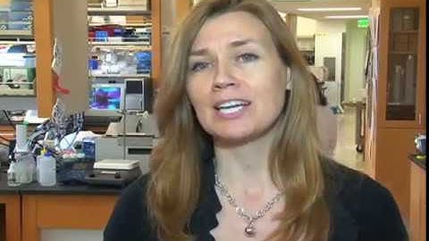 Crucial Cell & Signaling Pathway Regulate the Placental Hematopoietic Niche