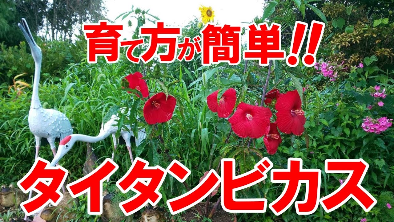 タイタンビカス 大輪の花 夏に咲く花 一日花 育て方が簡単で毎年咲く Youtube