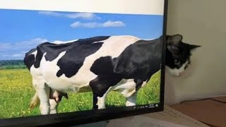 20 Perfectly Timed Random Coincidences and Funniest Photos of 2024 (P1) 20 Perfectly Timed Random Coincidences and Funniest Photos of 2024 (P1)