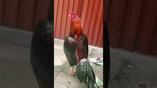 👉 Aseel Murga 🐔🔥 | Perfect Pose &amp; Neck Style | Asil King Vibe