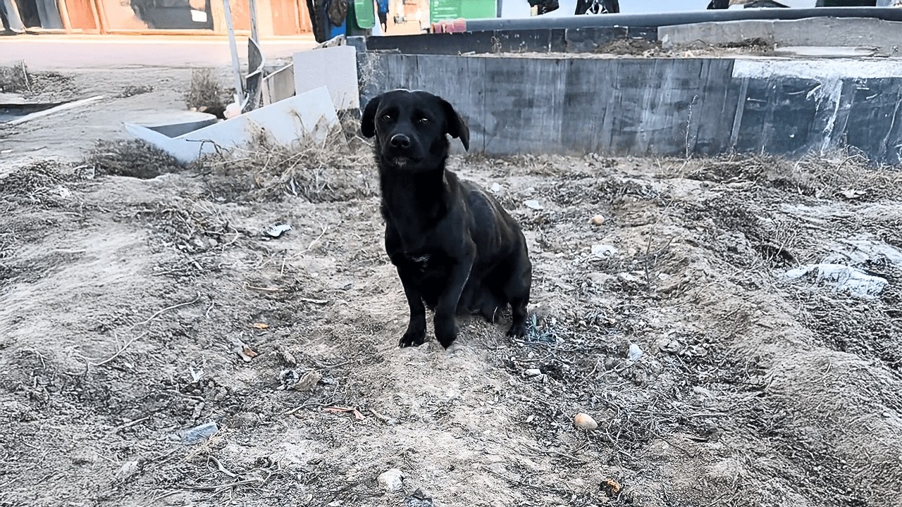 Мать бродячей собаки осторожно подходит к прохожим, надеясь получить немного еды для своих щенков.