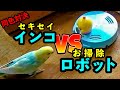 吸引力対決の行方は…インコVSお掃除ロボ　ちゃお付録とセキセイインコのエサ争奪戦　 身近な生き物語