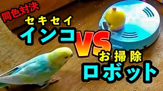 吸引力対決の行方は…インコVSお掃除ロボ　ちゃお付録とセキセイインコのエサ争奪戦　 身近な生き物語